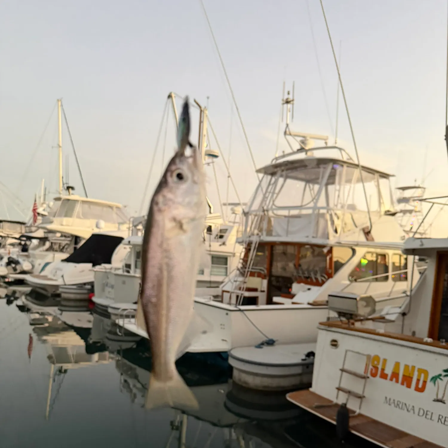 The most recent Queenfish catches on Fishbrain