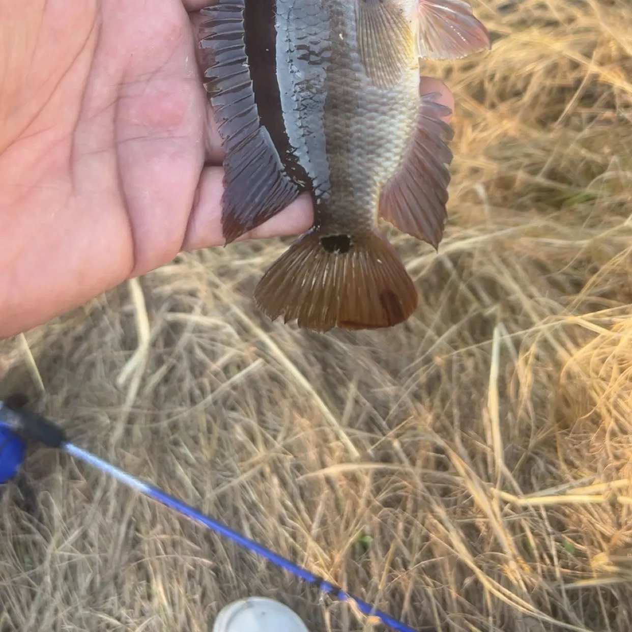 Mayan cichlid caught on Fishbrain