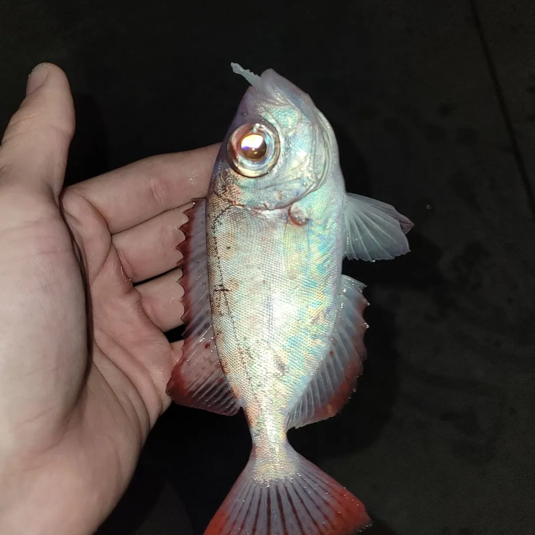 The most recent Atlantic bigeye catches on Fishbrain