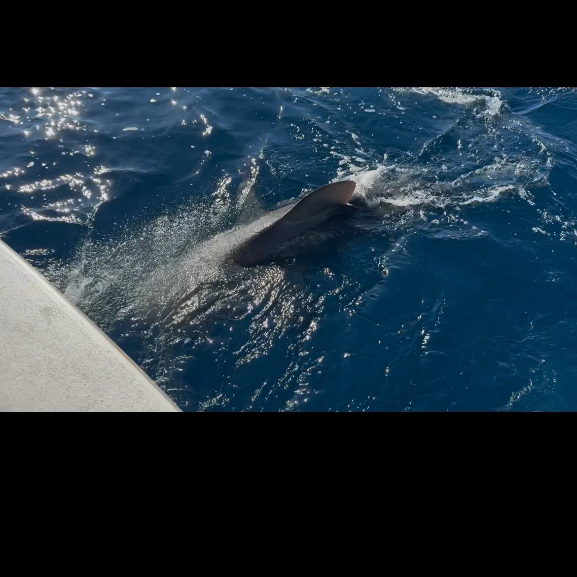 The most recent Bull shark catches on Fishbrain