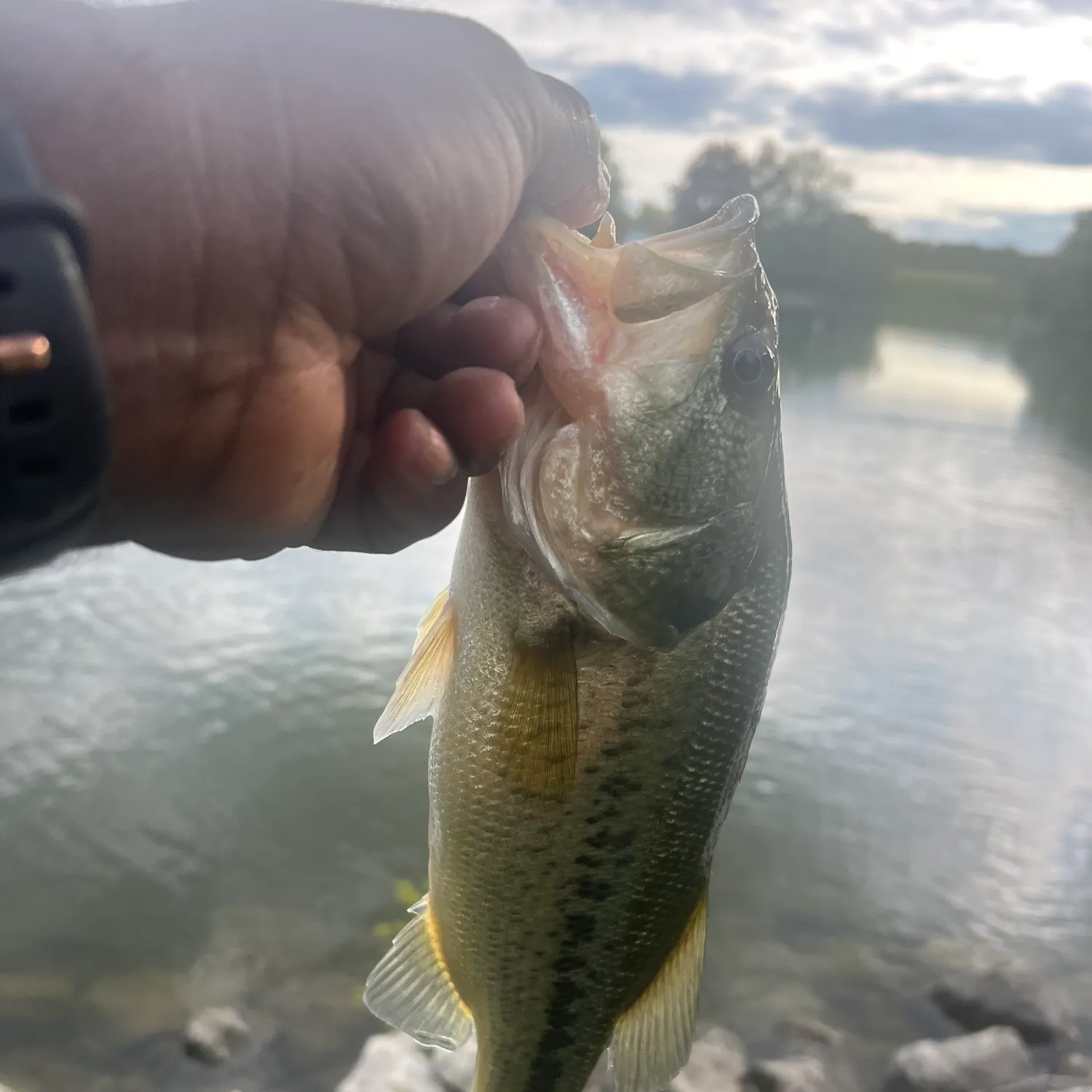 Largemouth bass caught on Fishbrain