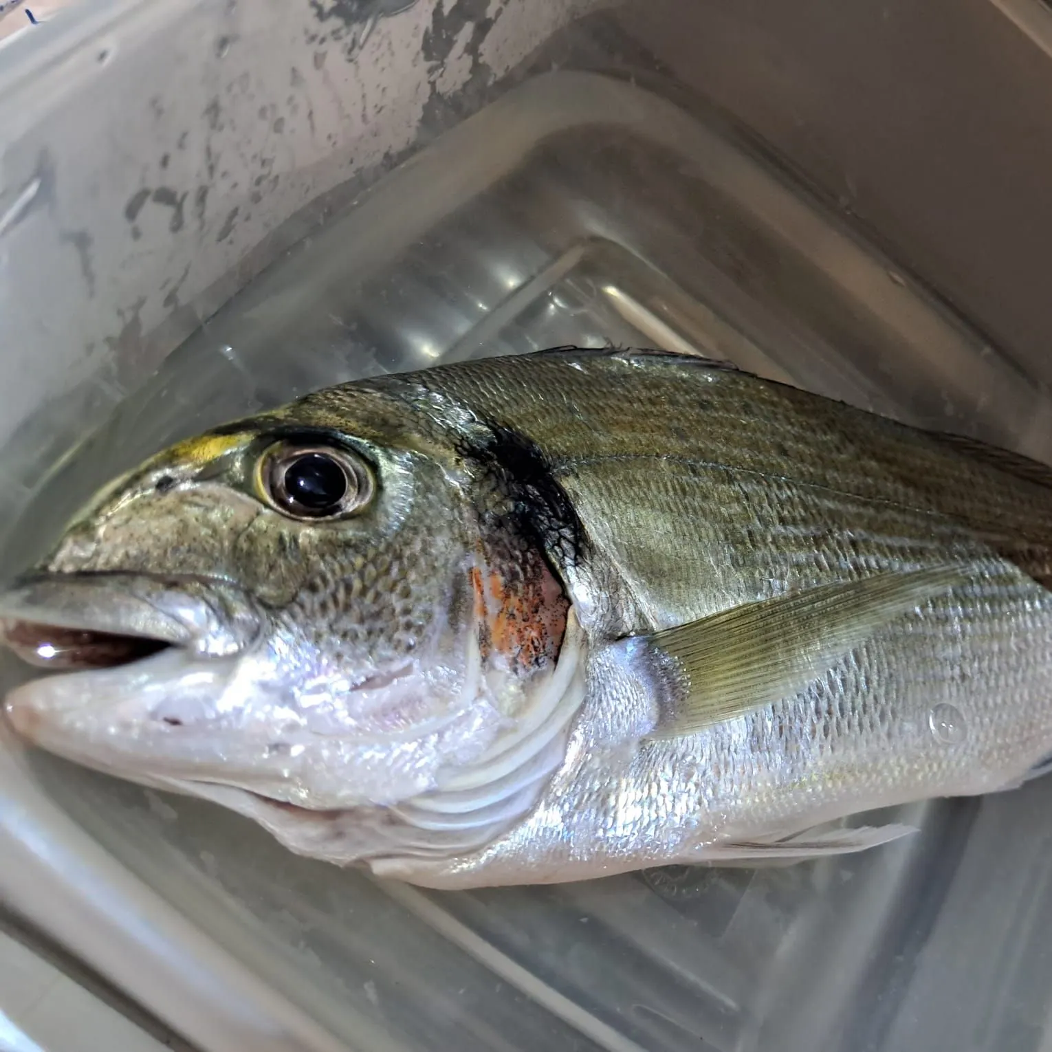 The most recent Gilthead seabream catches on Fishbrain