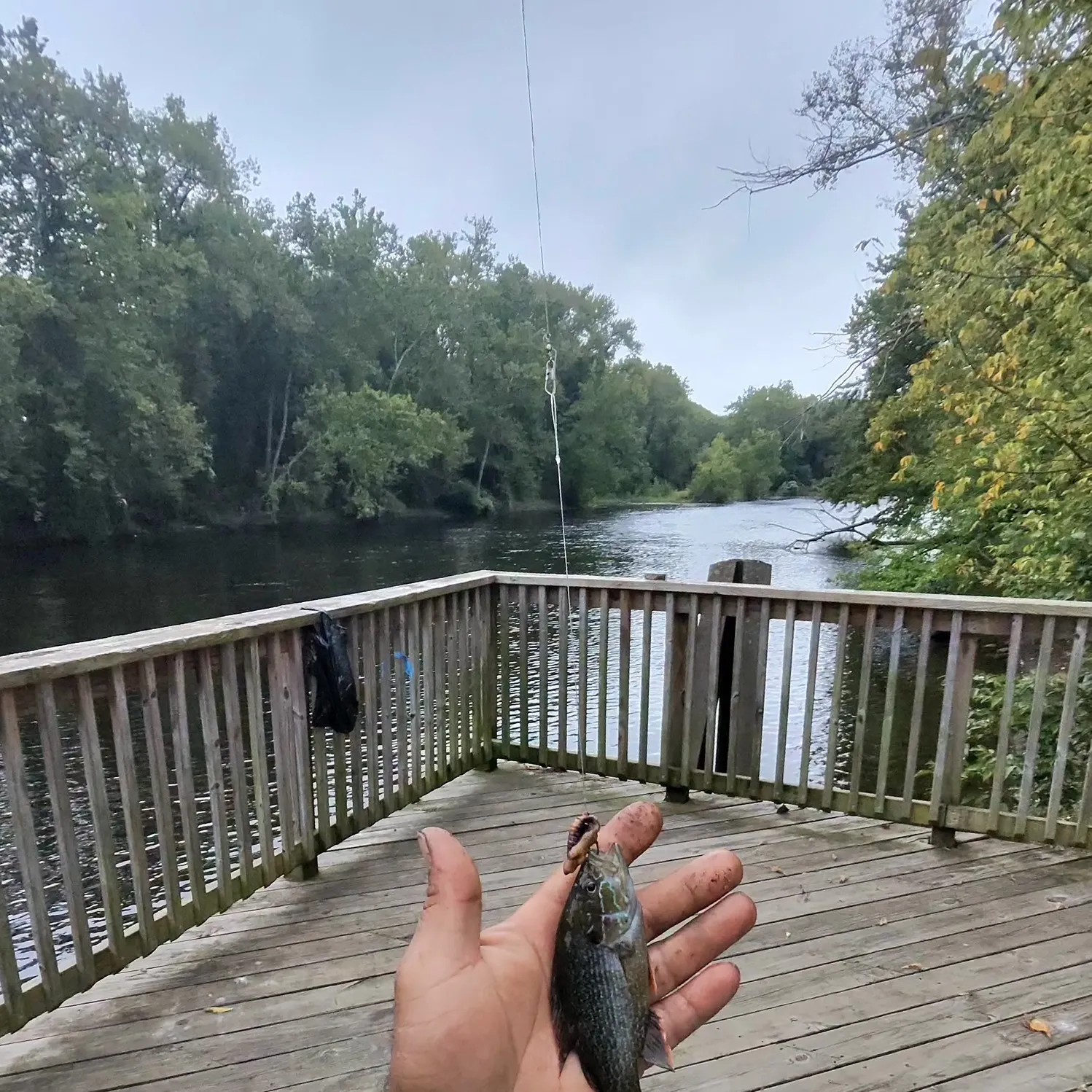 Greengill hybrid caught on Fishbrain