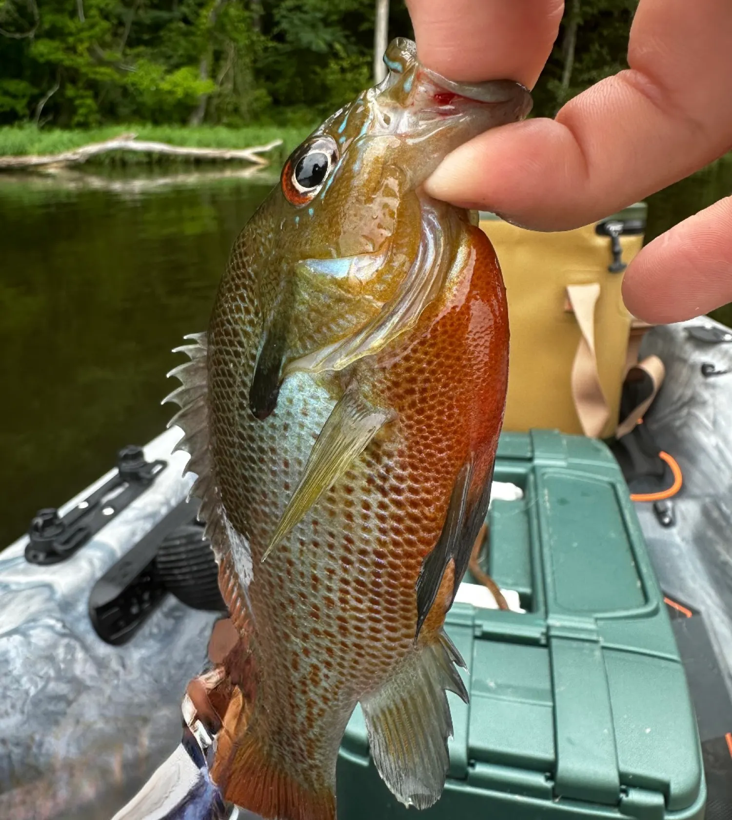 recently logged catches