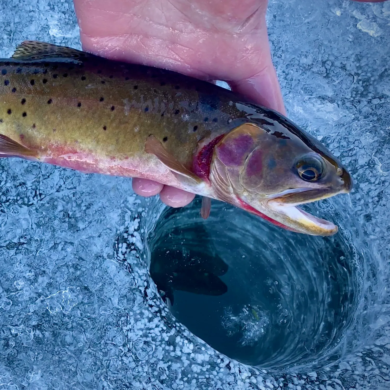 The most recent Greenback cutthroat trout catches on Fishbrain
