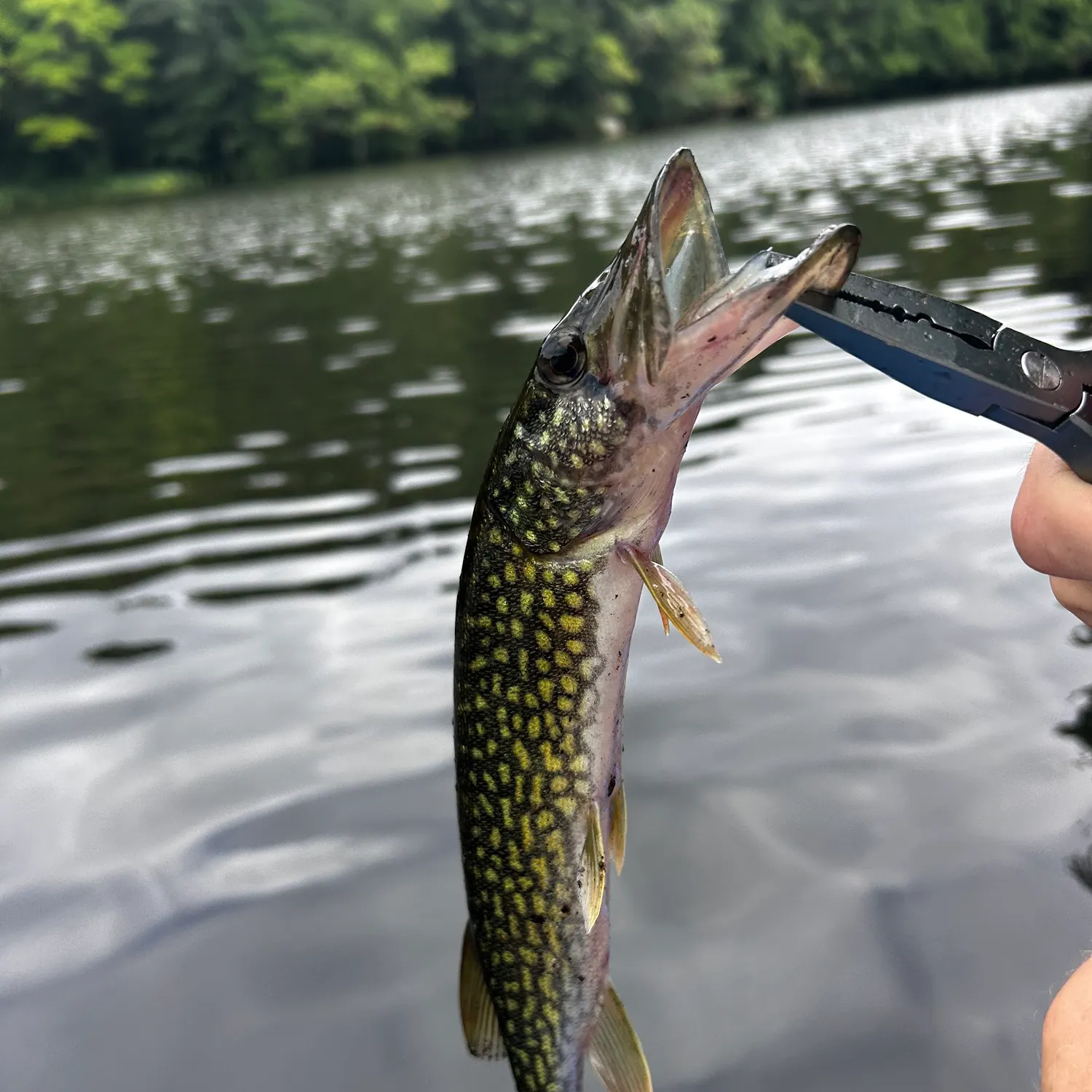 Chain pickerel caught on Fishbrain