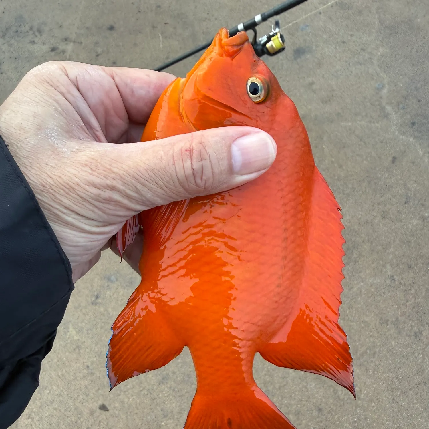 The most recent Garibaldi damselfish catches on Fishbrain