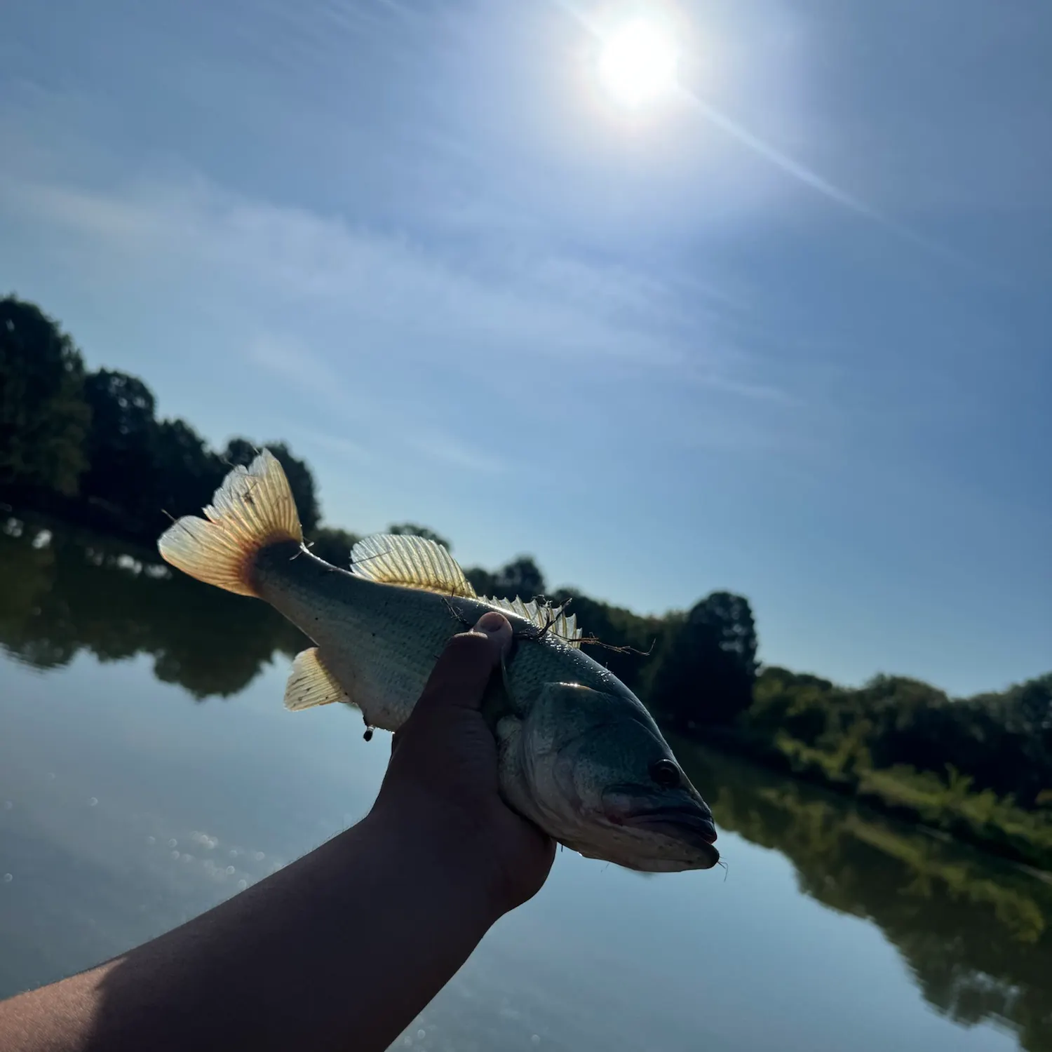 Largemouth bass caught on Fishbrain