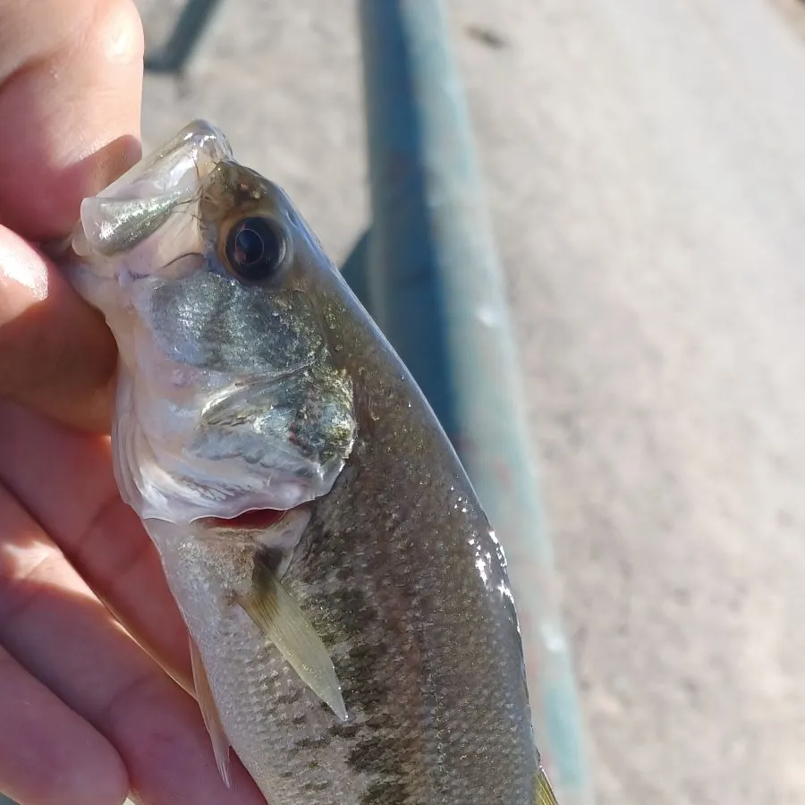 Spotted bass caught on Fishbrain