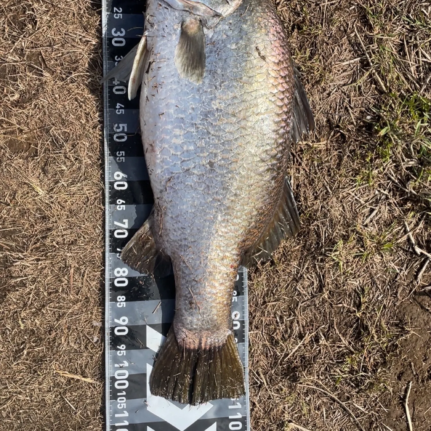 The most recent Barramundi catches on Fishbrain