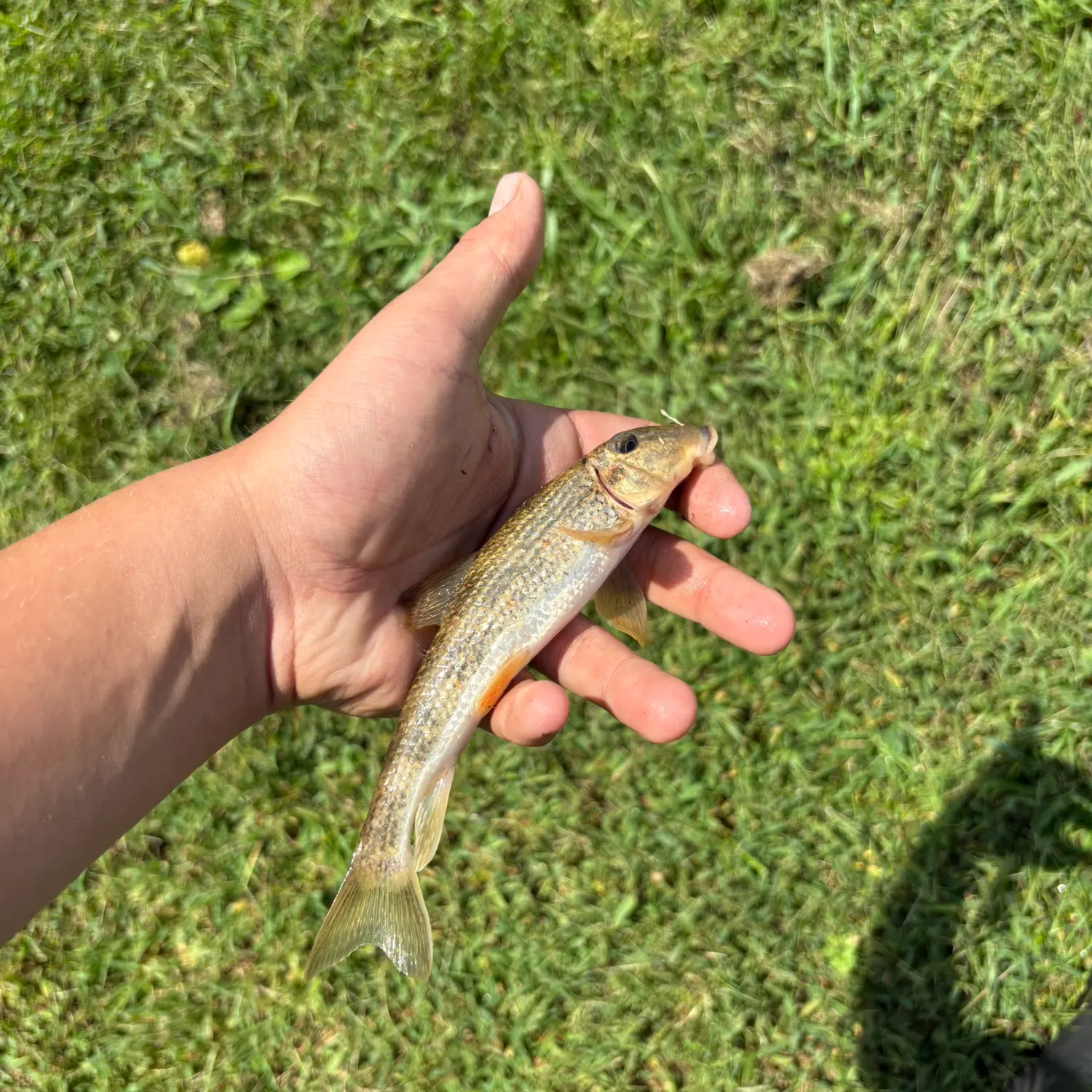 The most recent Northern hogsucker catches on Fishbrain