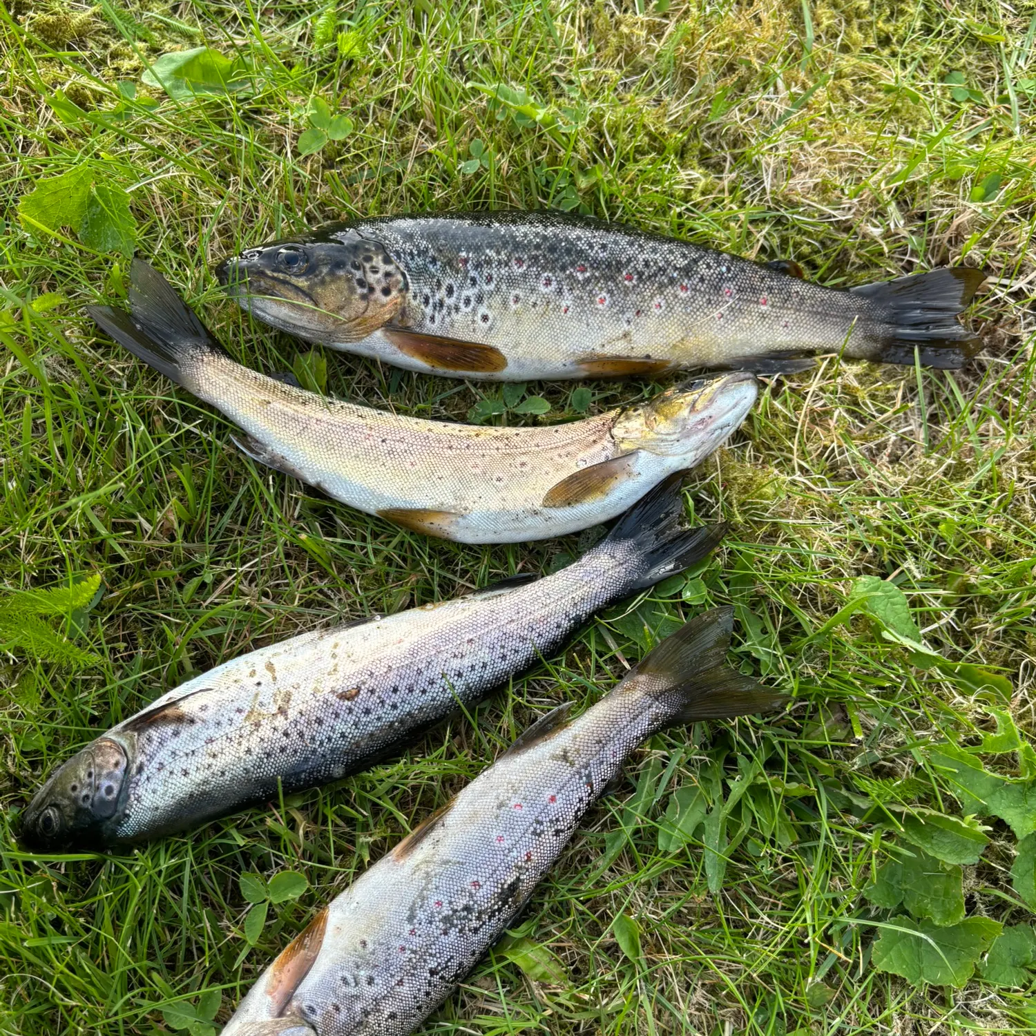 recently logged catches