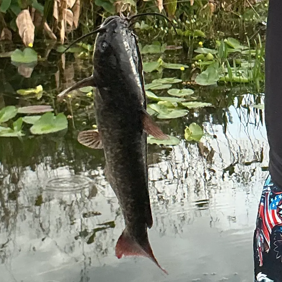 Channel catfish caught on Fishbrain