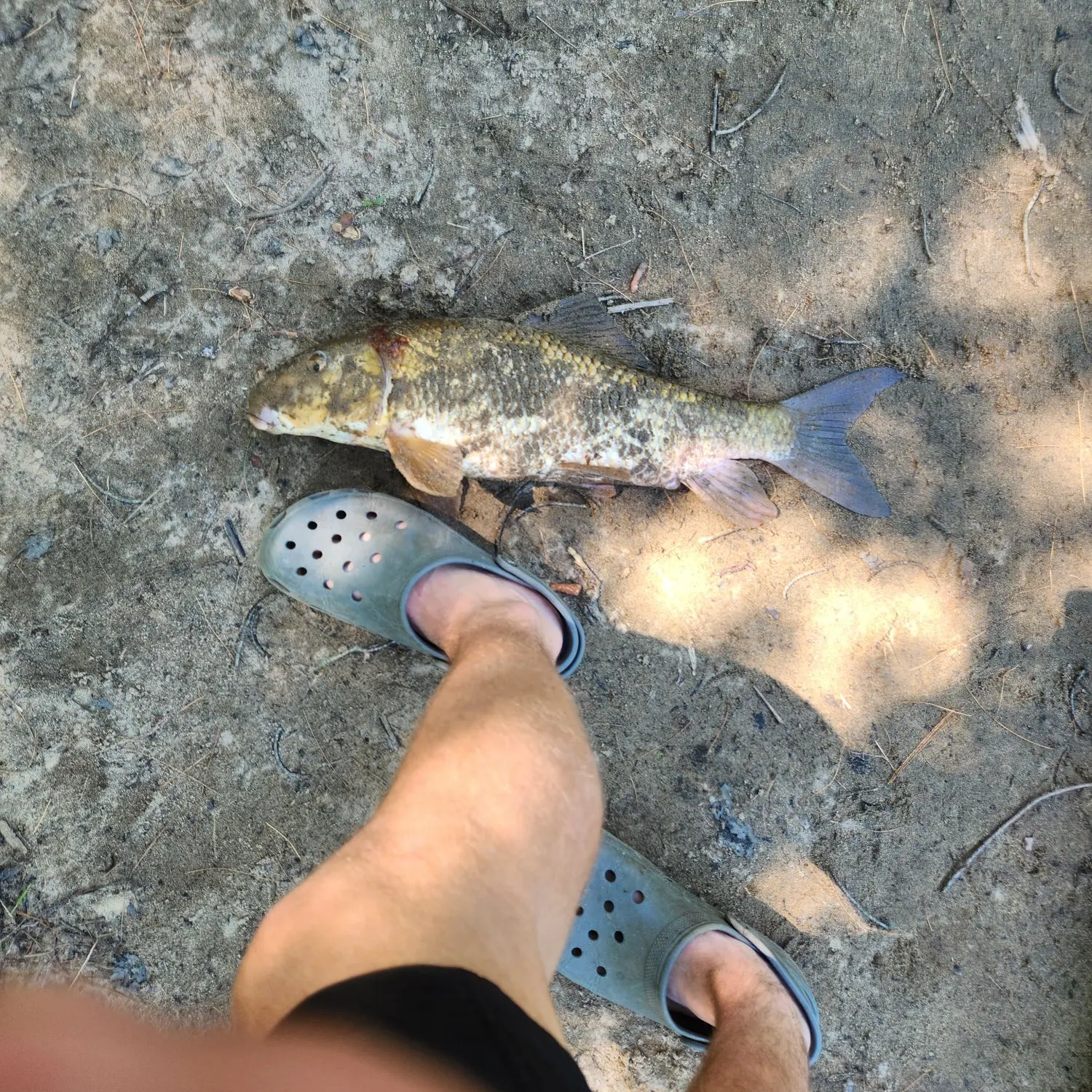 The most recent Silver redhorse catches on Fishbrain