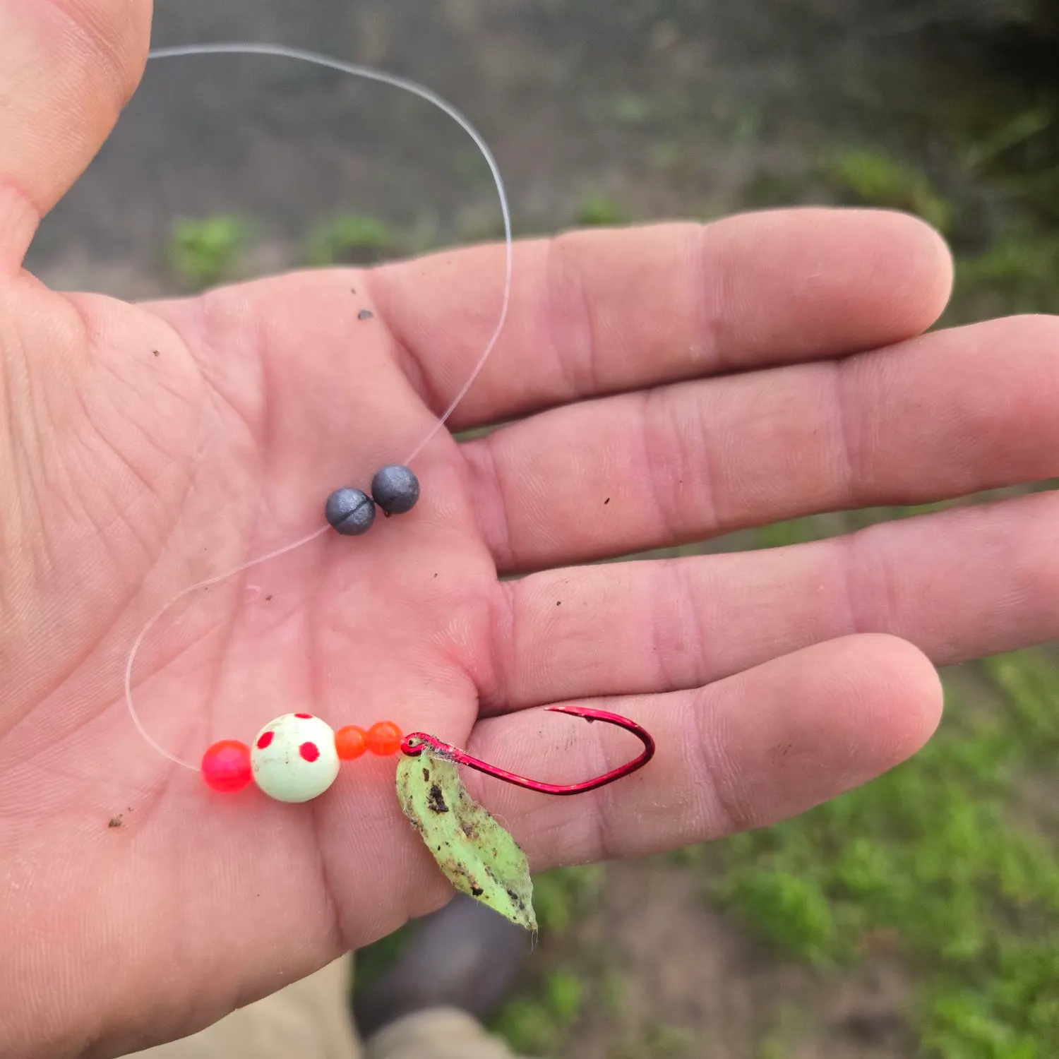 The most recent Sacramento sucker catches on Fishbrain