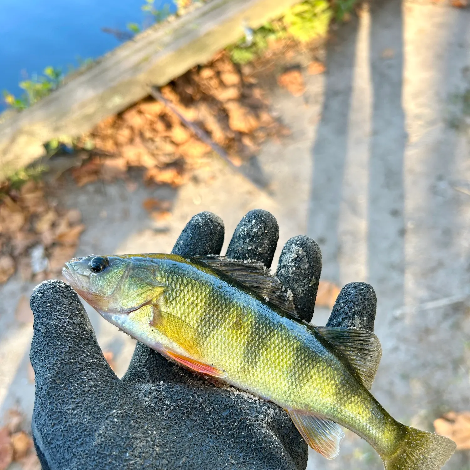 Yellow perch caught on Fishbrain