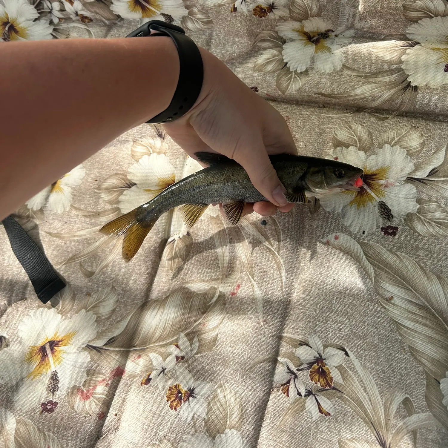 recently logged catches