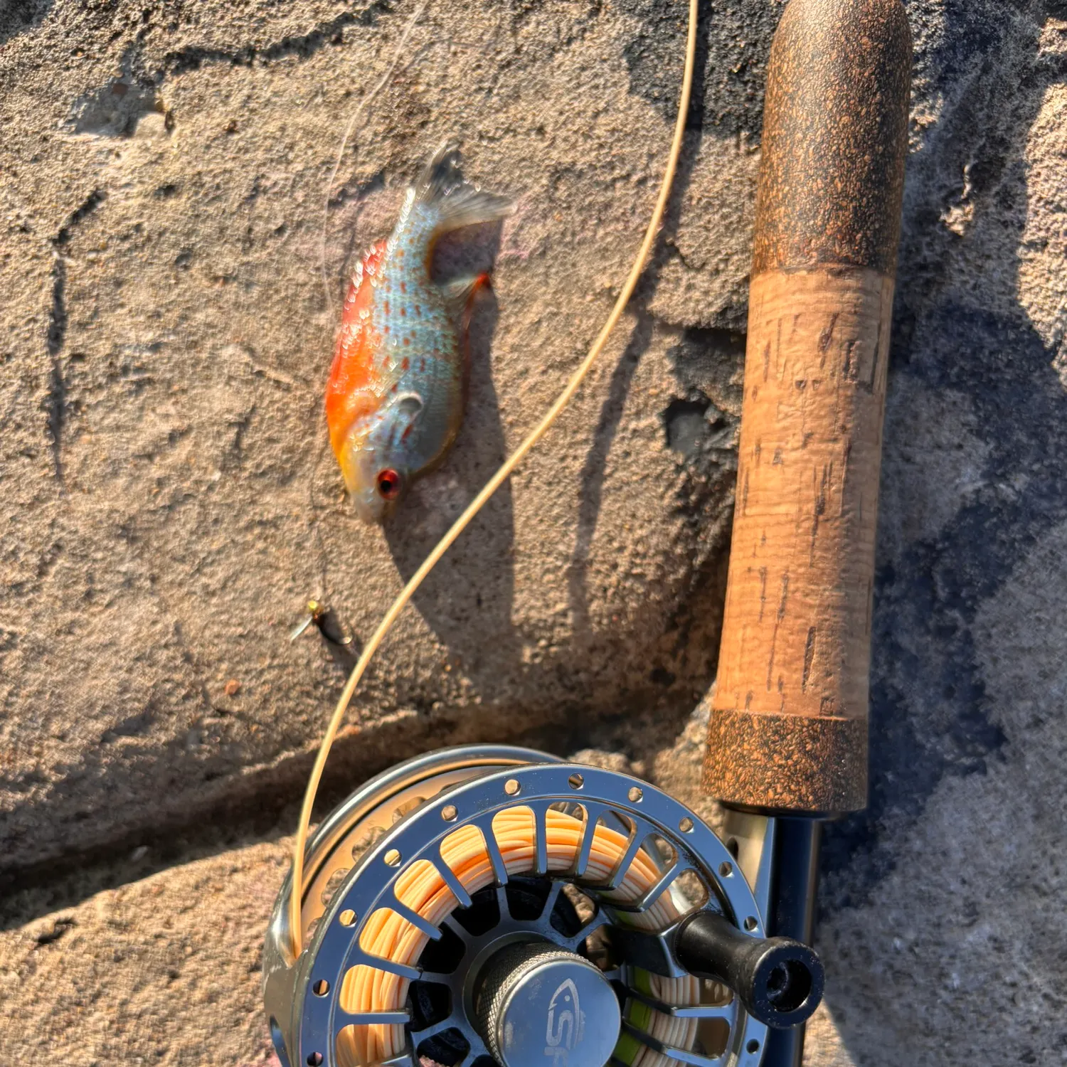 The most recent Orangespotted sunfish catches on Fishbrain