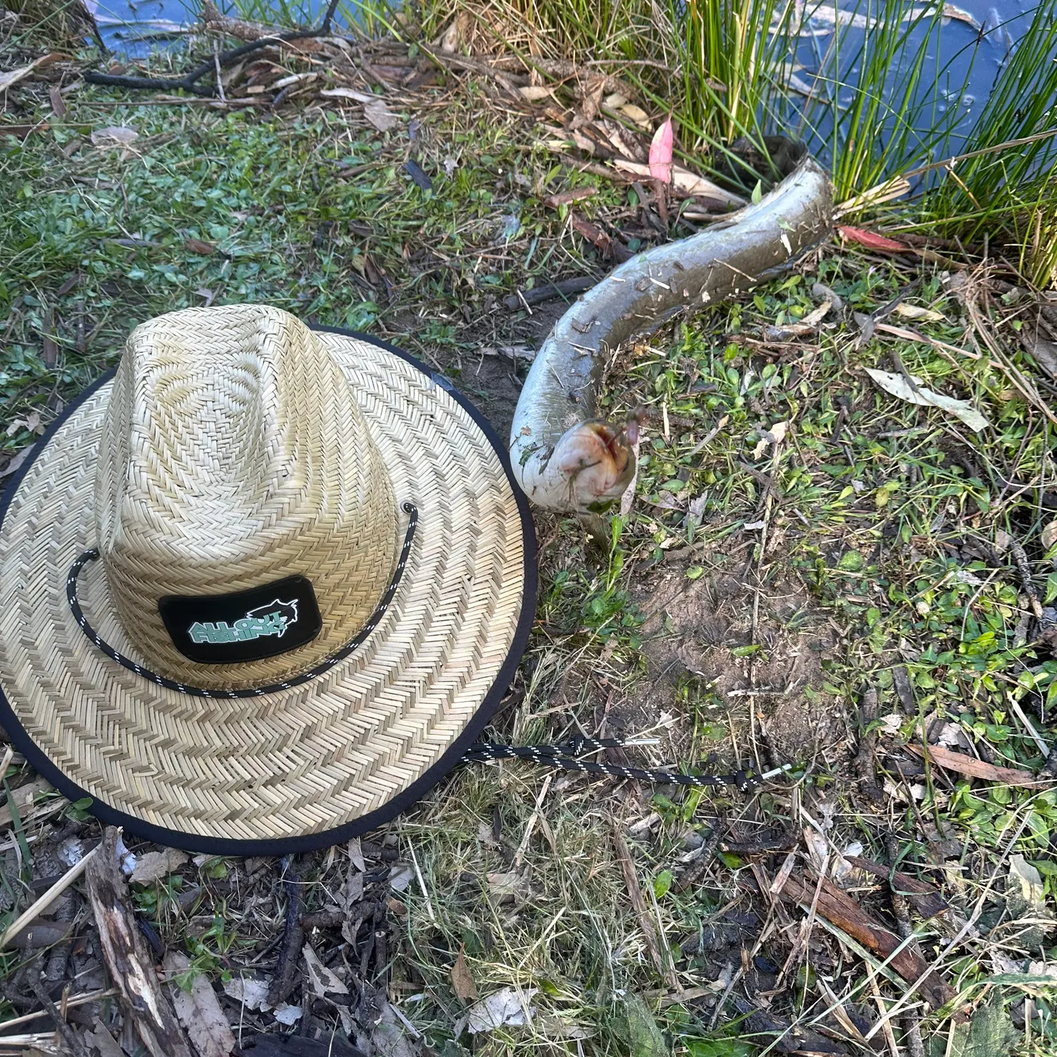 The most recent European eel catches on Fishbrain