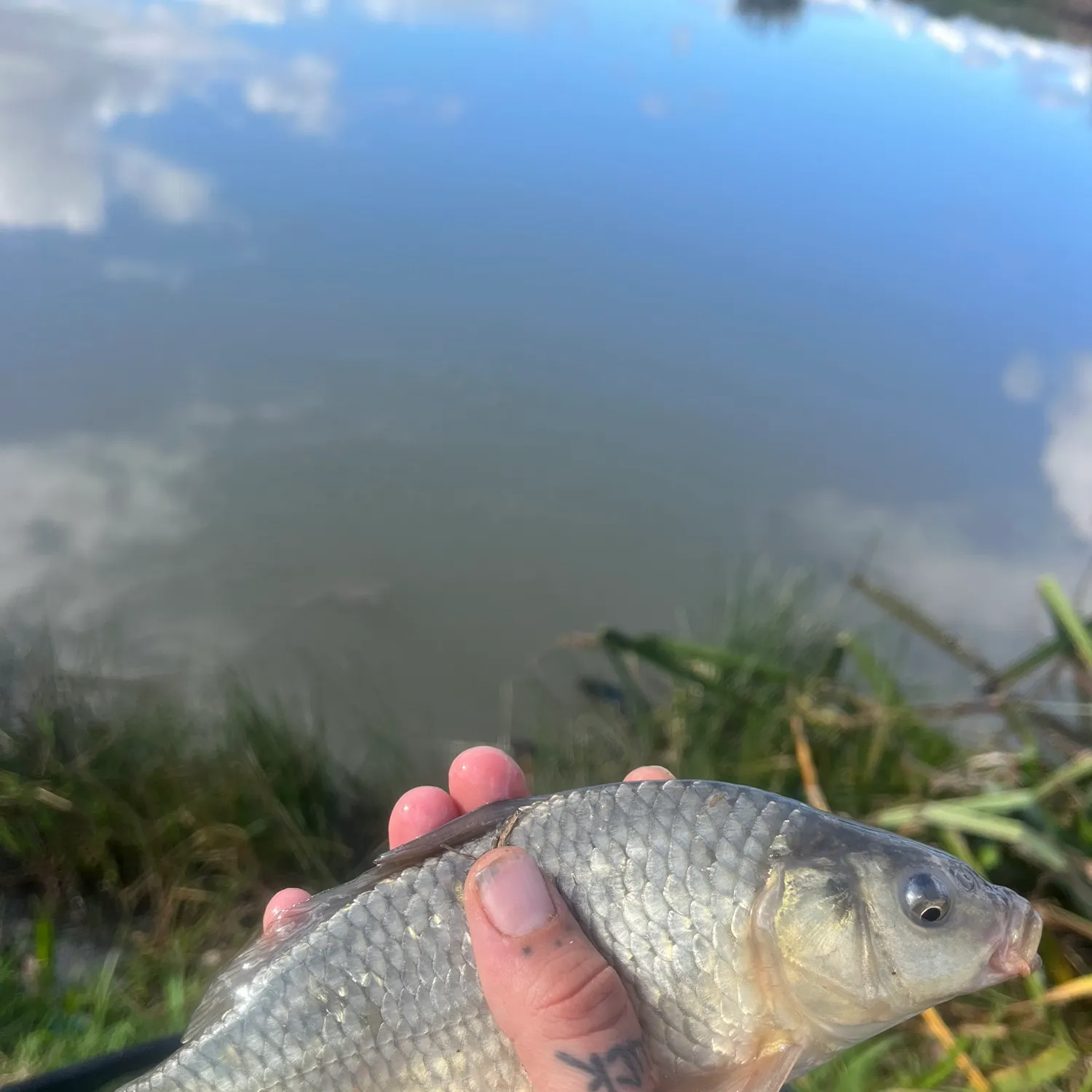 Common carp caught on Fishbrain