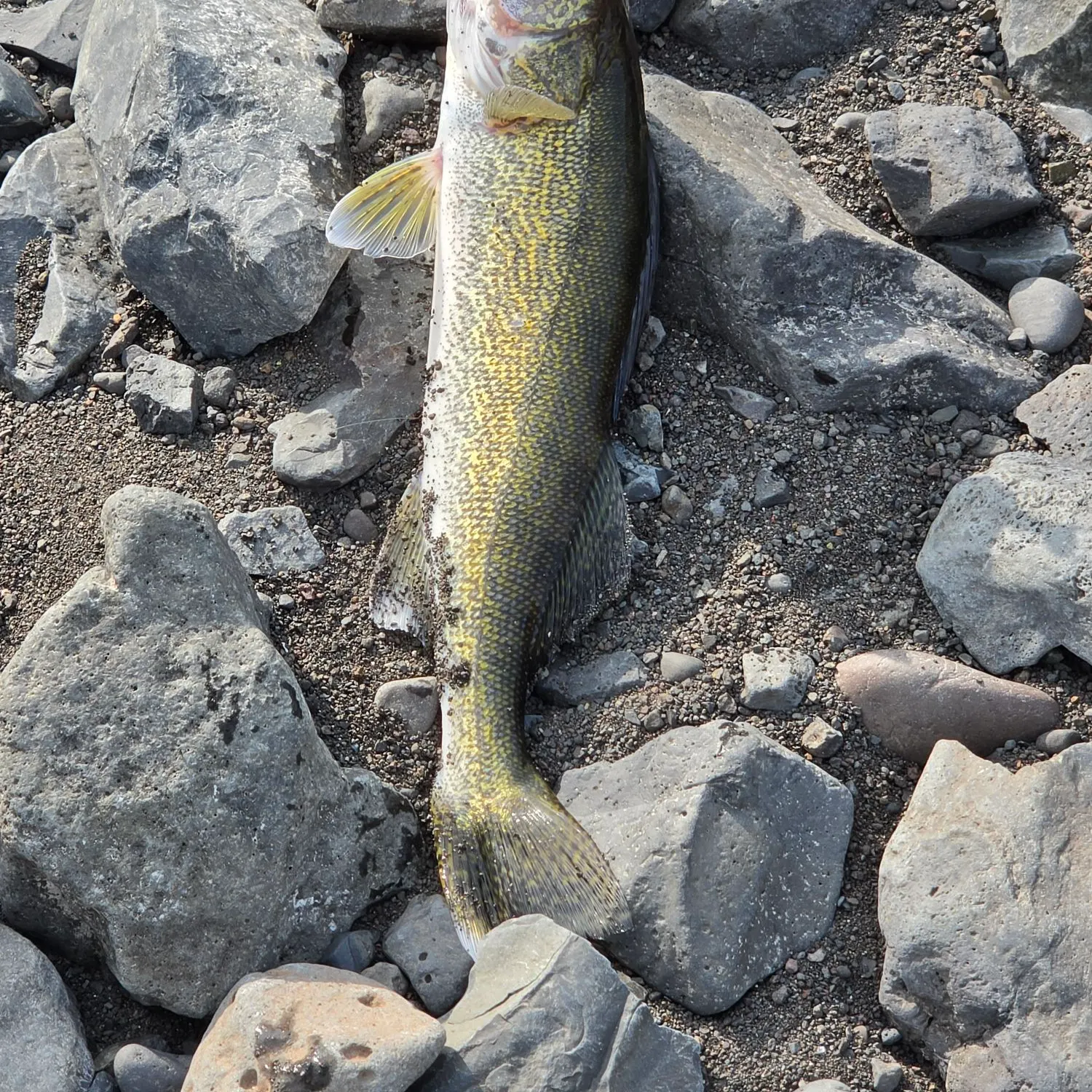 Walleye caught on Fishbrain