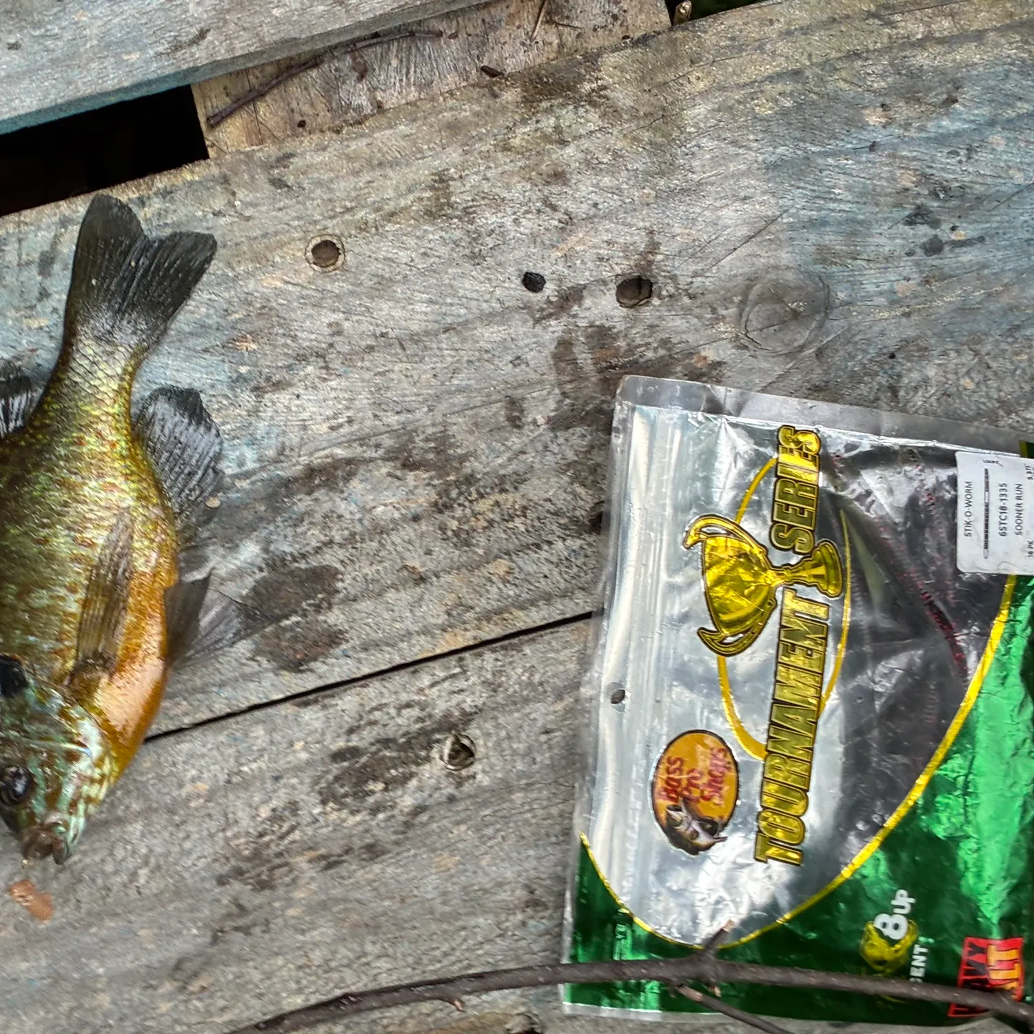 Pumpkinseed caught on Fishbrain