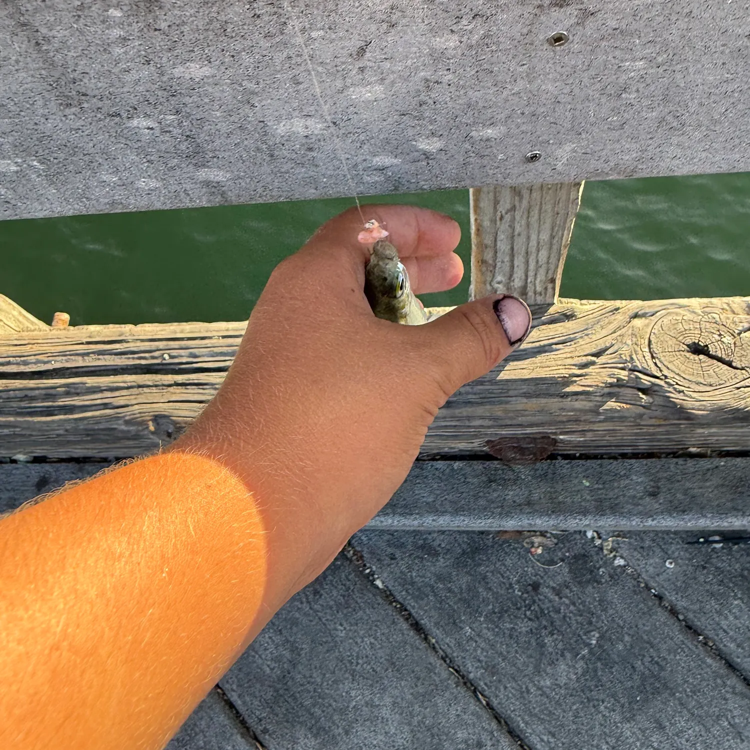 The most recent Topsmelt silverside catches on Fishbrain