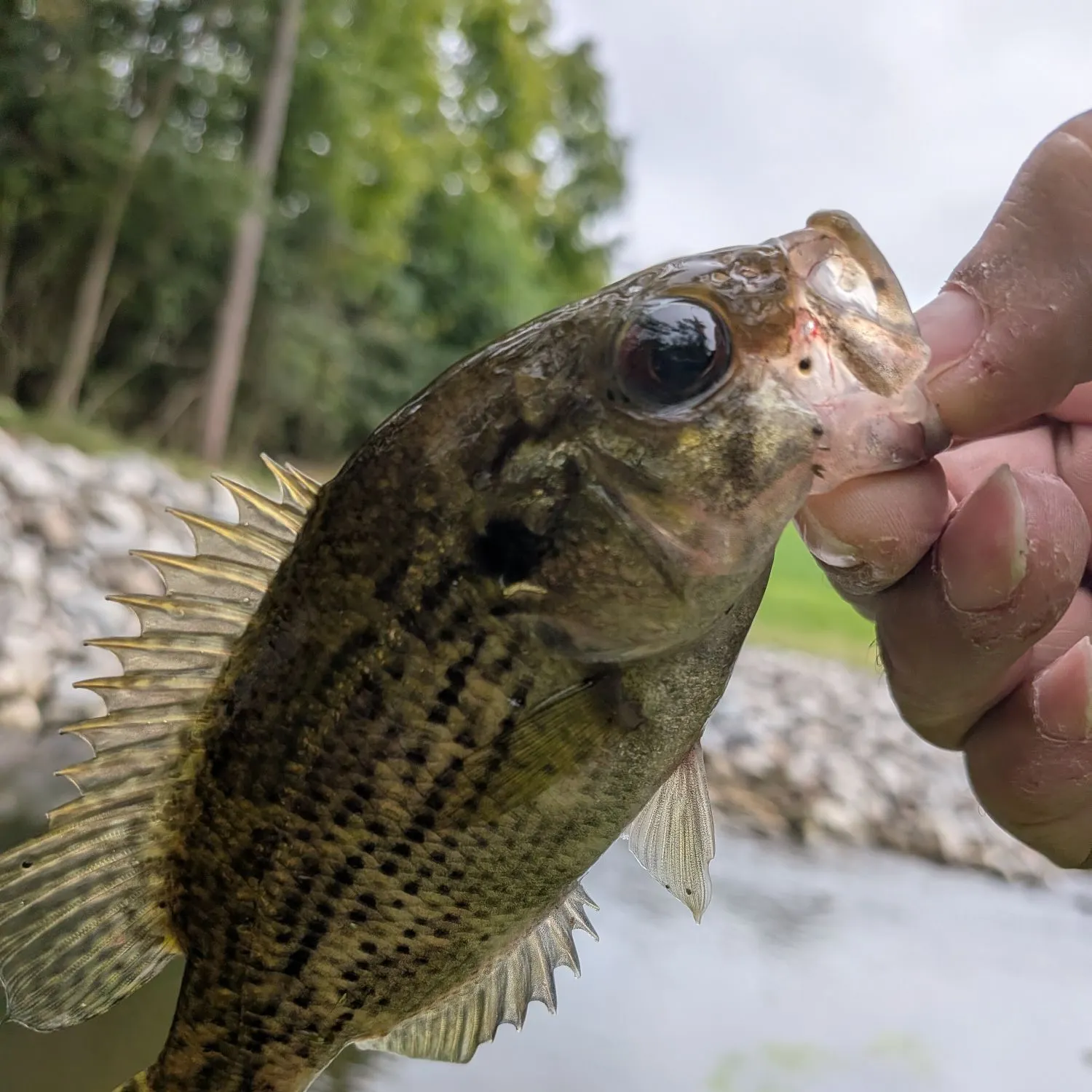 Rock bass caught on Fishbrain