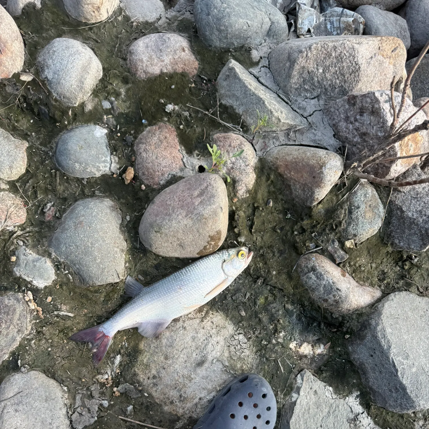 The most recent Goldeye catches on Fishbrain