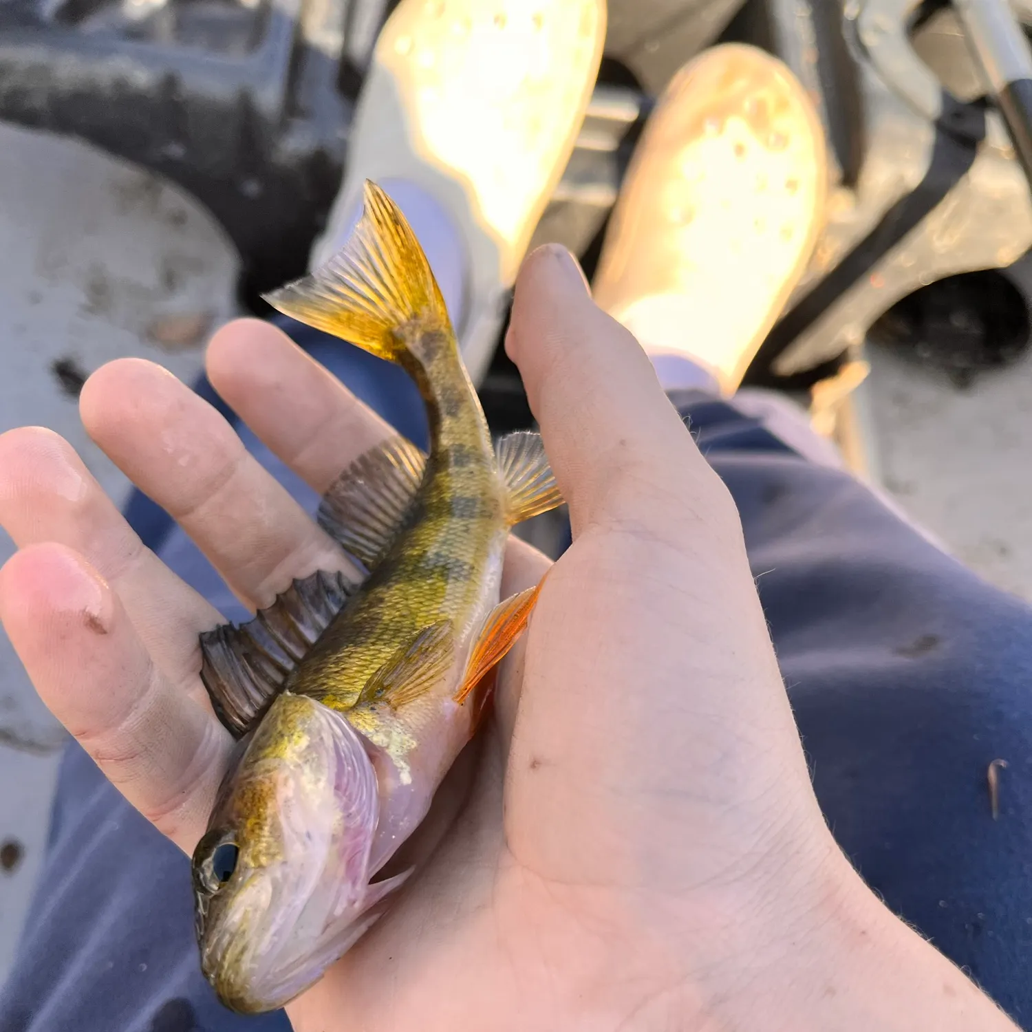 Yellow perch caught on Fishbrain