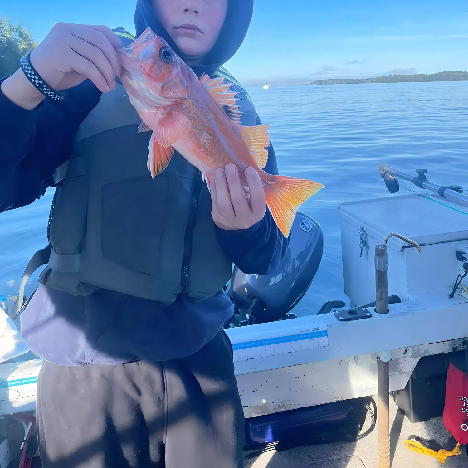 The most recent Vermilion rockfish catches on Fishbrain
