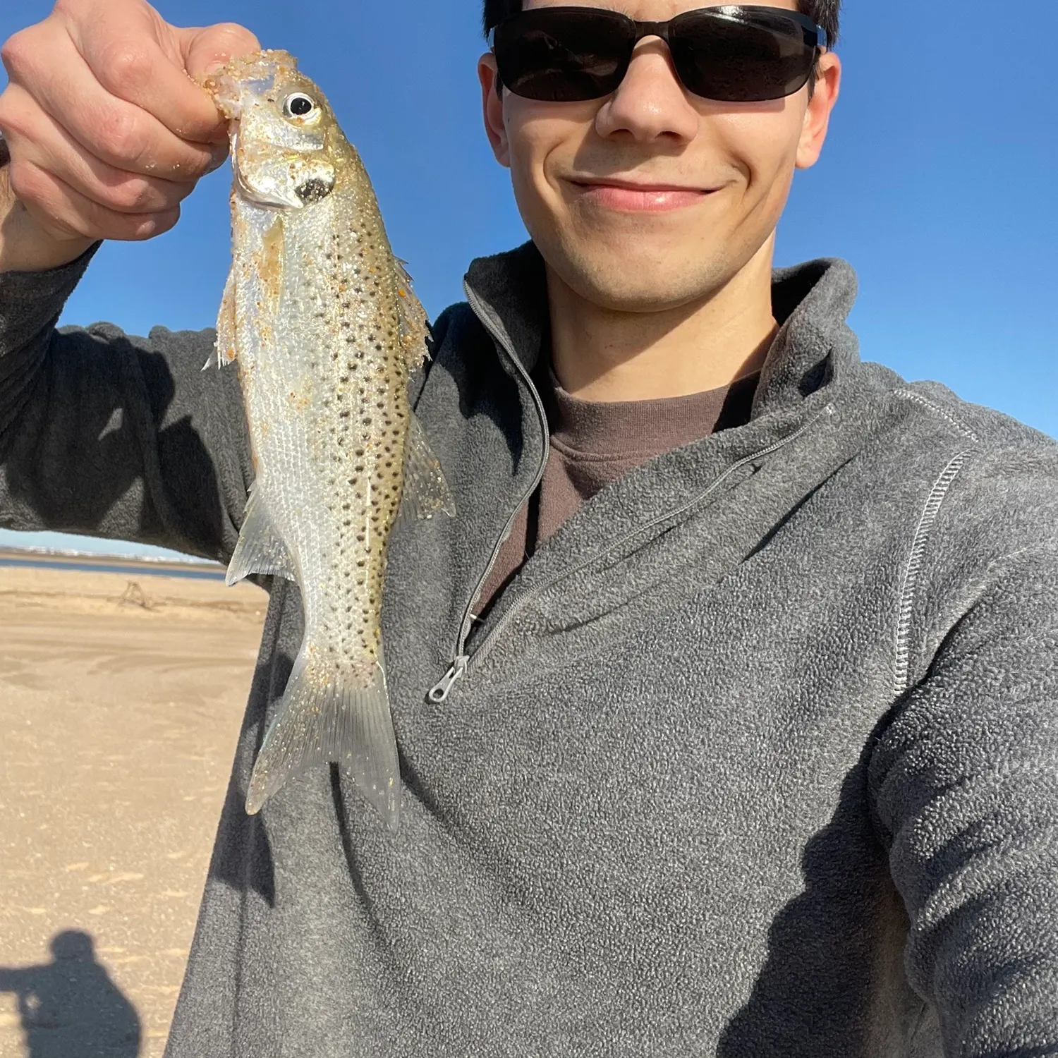 The most recent Spotted seabass catches on Fishbrain