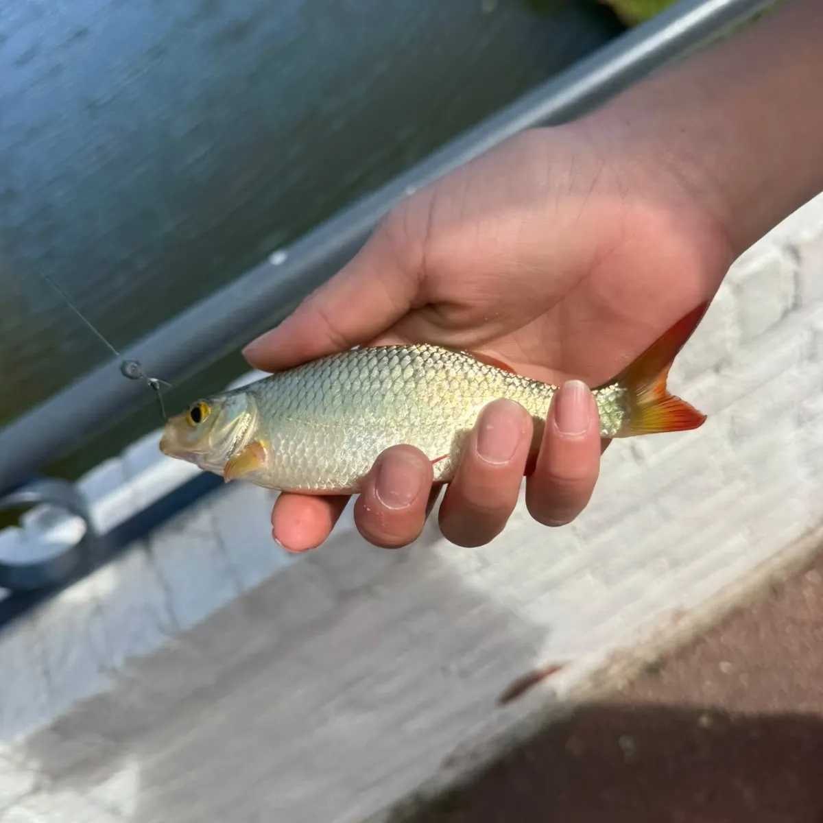 Common rudd caught on Fishbrain