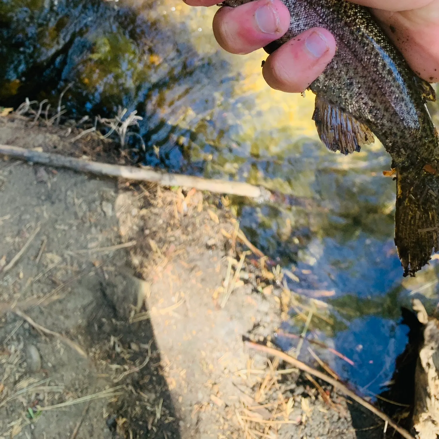 Rainbow trout caught on Fishbrain