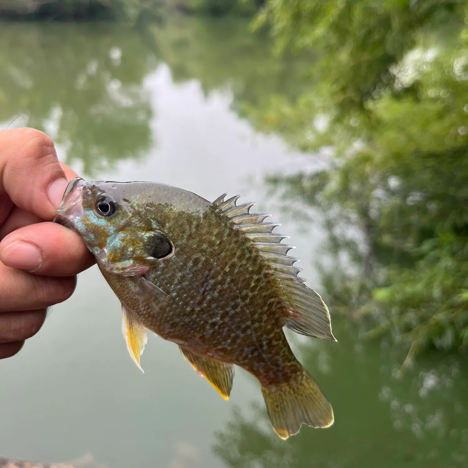 Greengill hybrid caught on Fishbrain