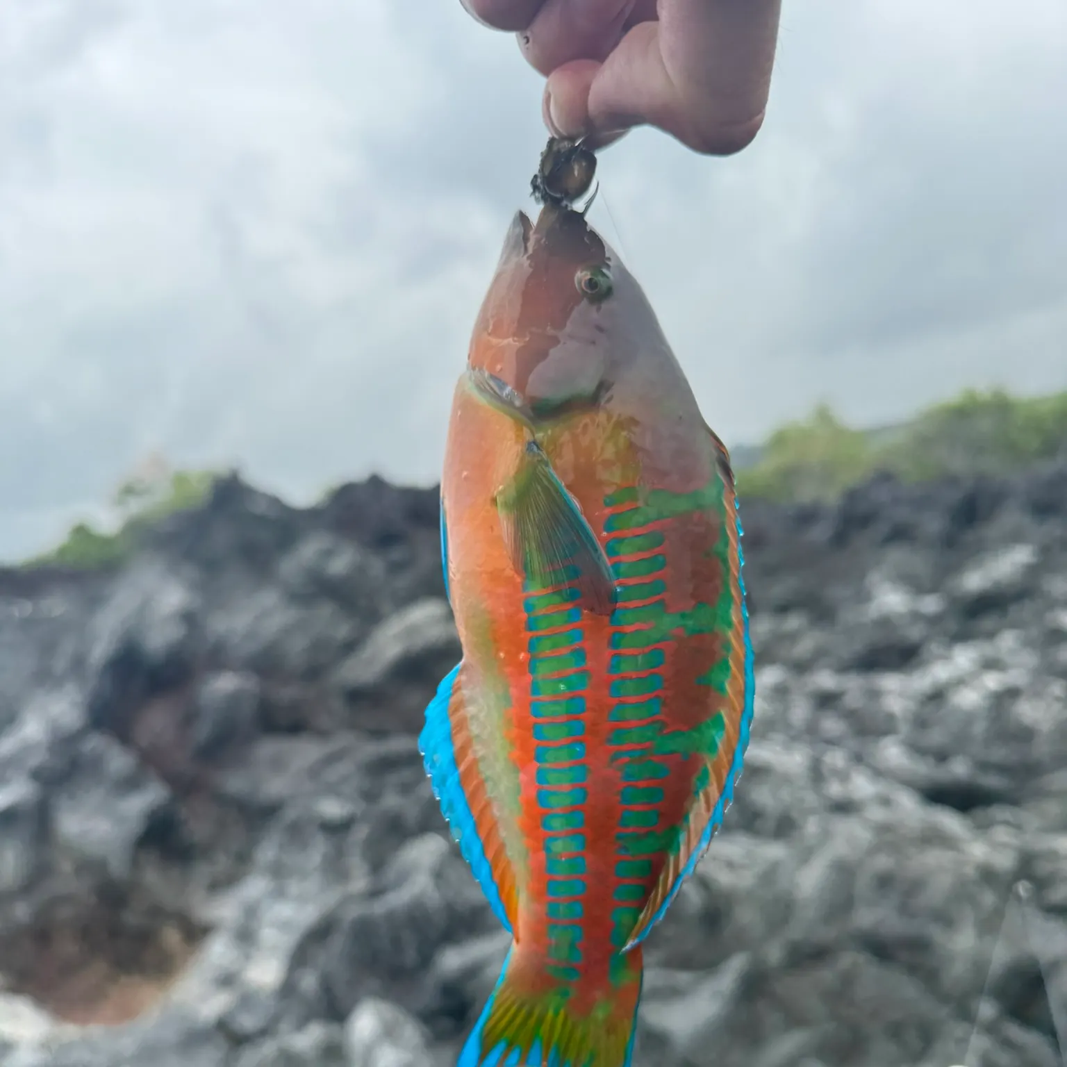 The most recent Christmas wrasse catches on Fishbrain