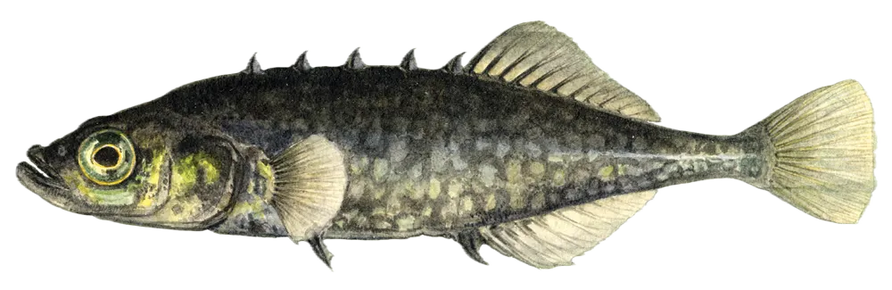 Brook stickleback