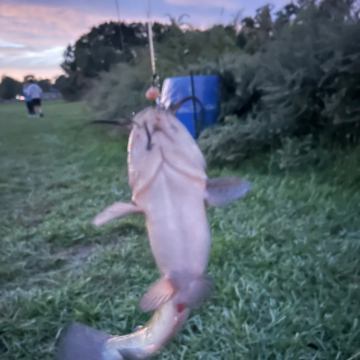 catch