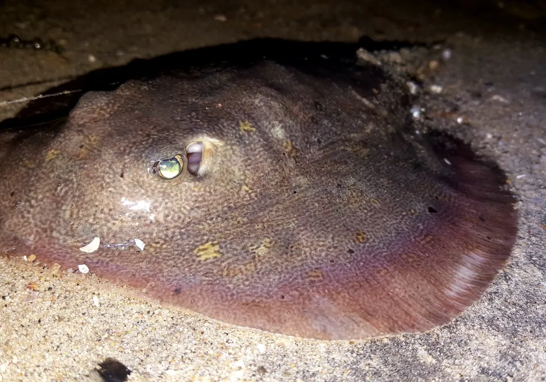 Common stingray