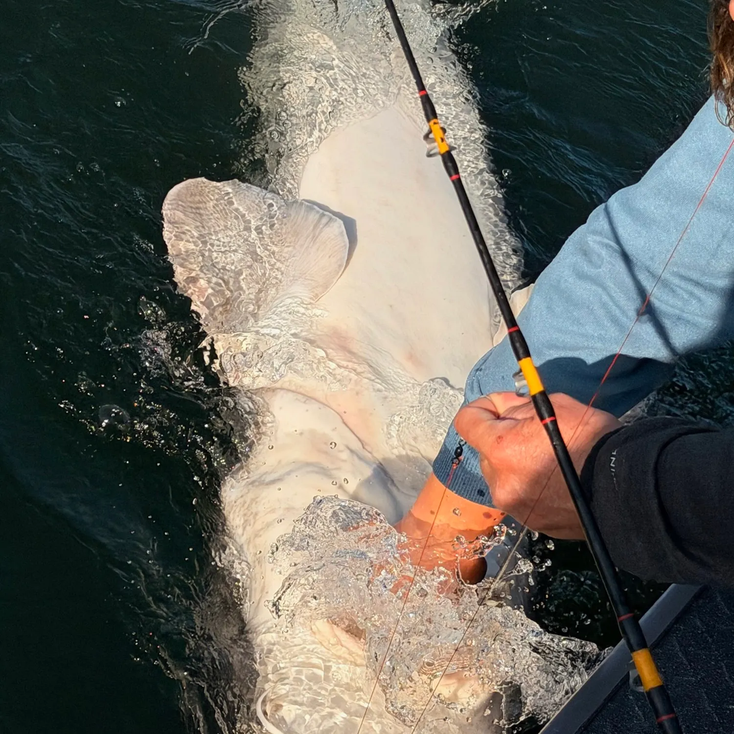 White sturgeon caught on Fishbrain