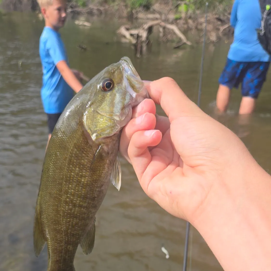 Smallmouth bass caught on Fishbrain