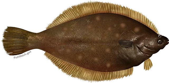 Yellowtail flounder