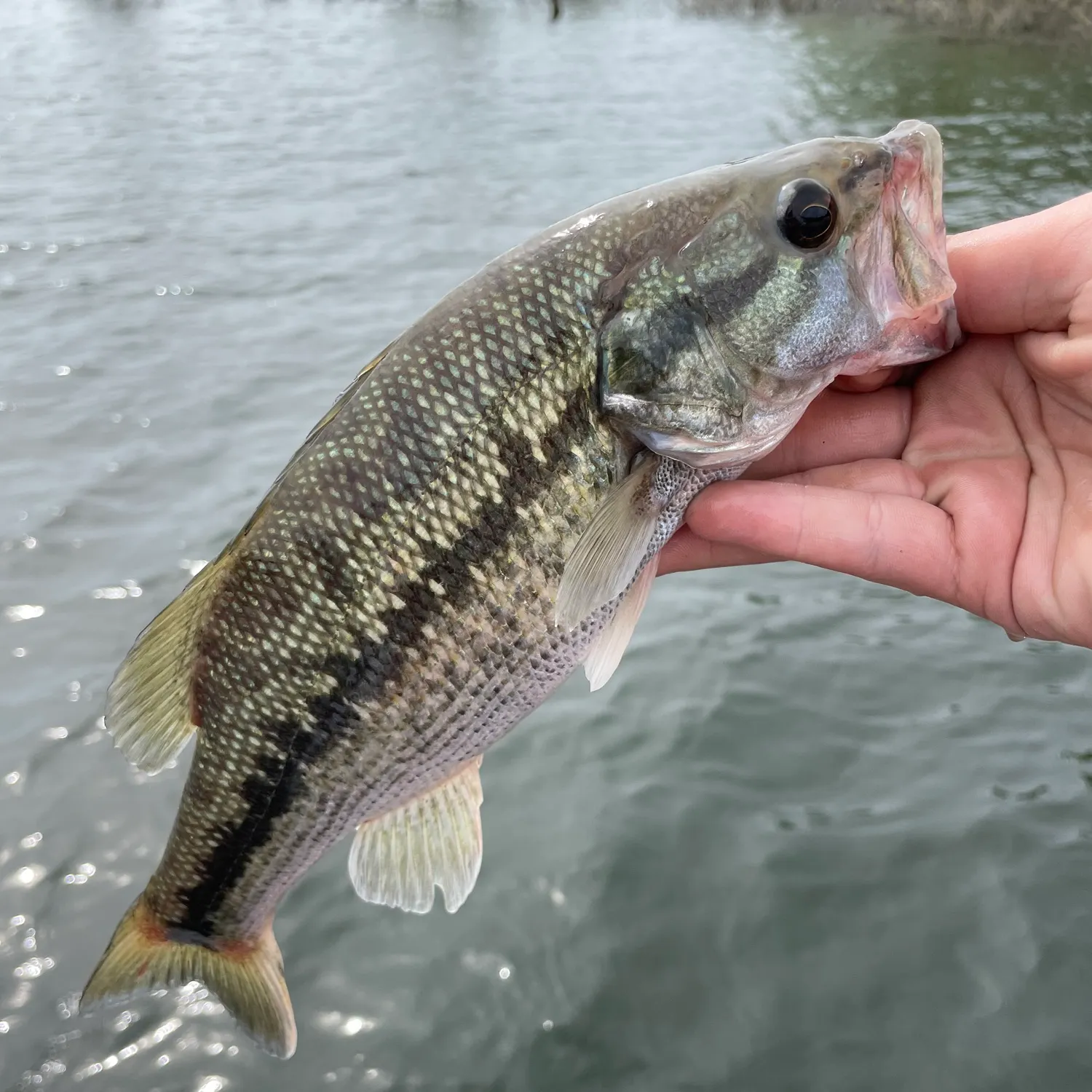 angler catch
