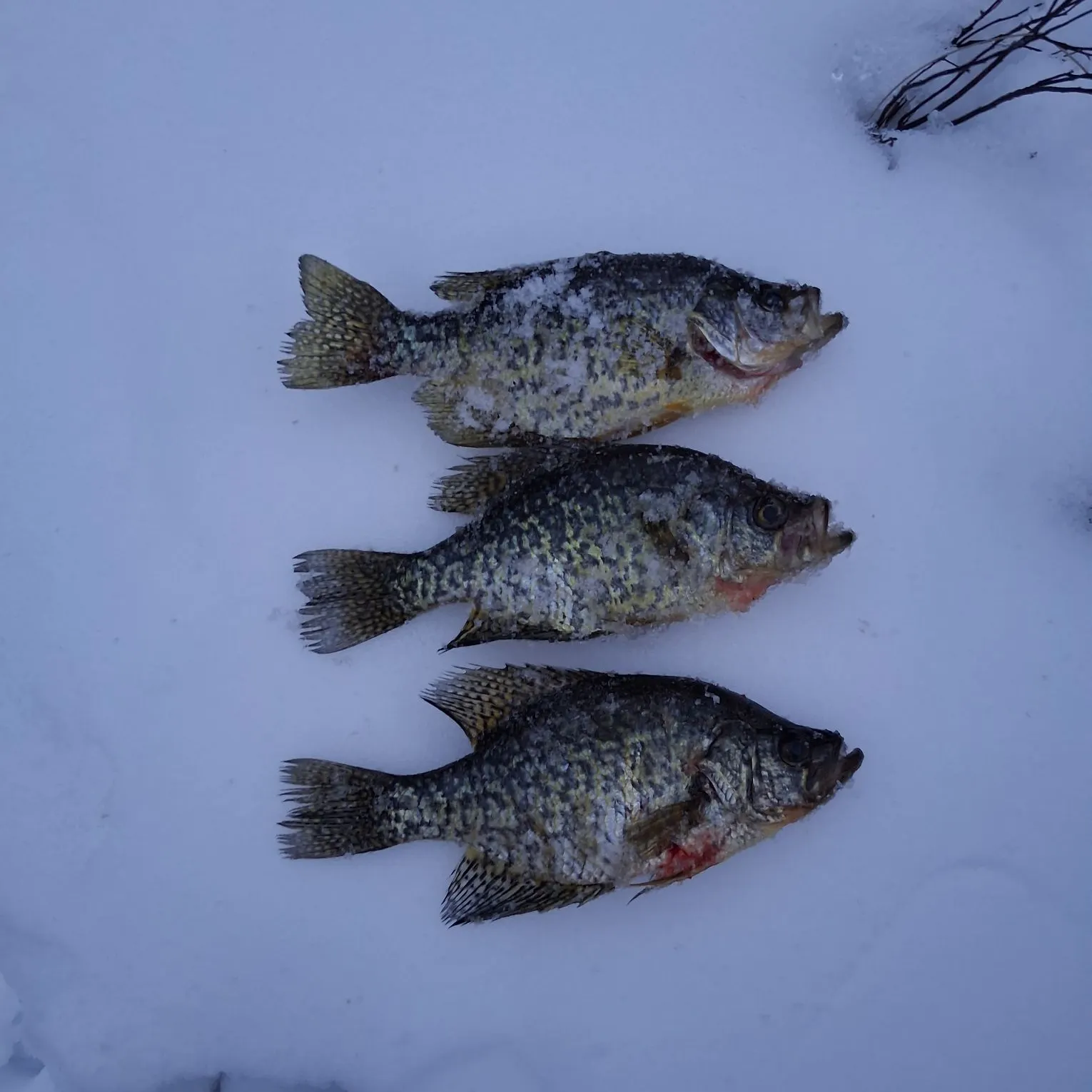 recently logged catches