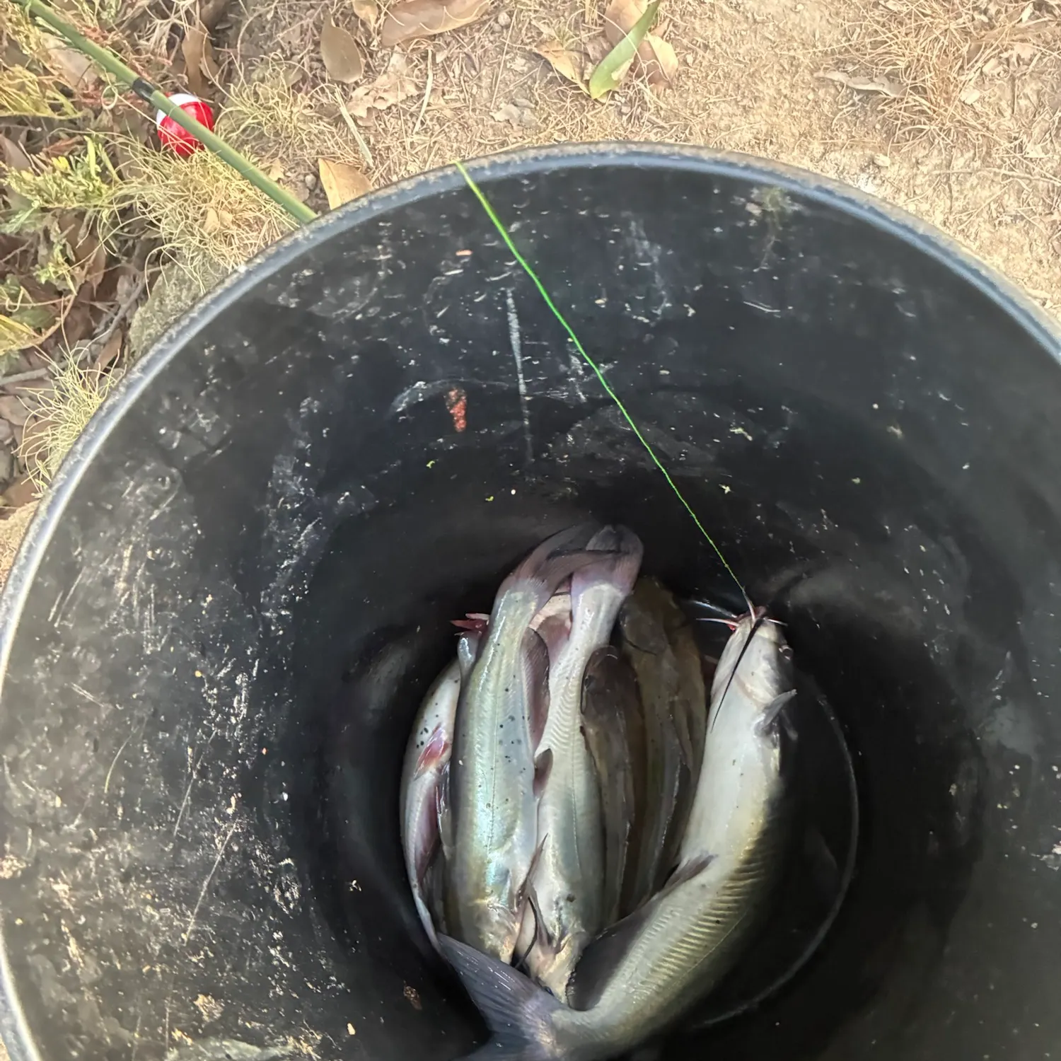 Fish caught on Fishbrain