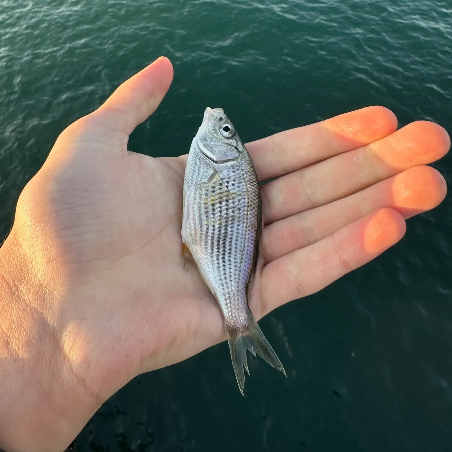 The most recent Shiner perch catches on Fishbrain