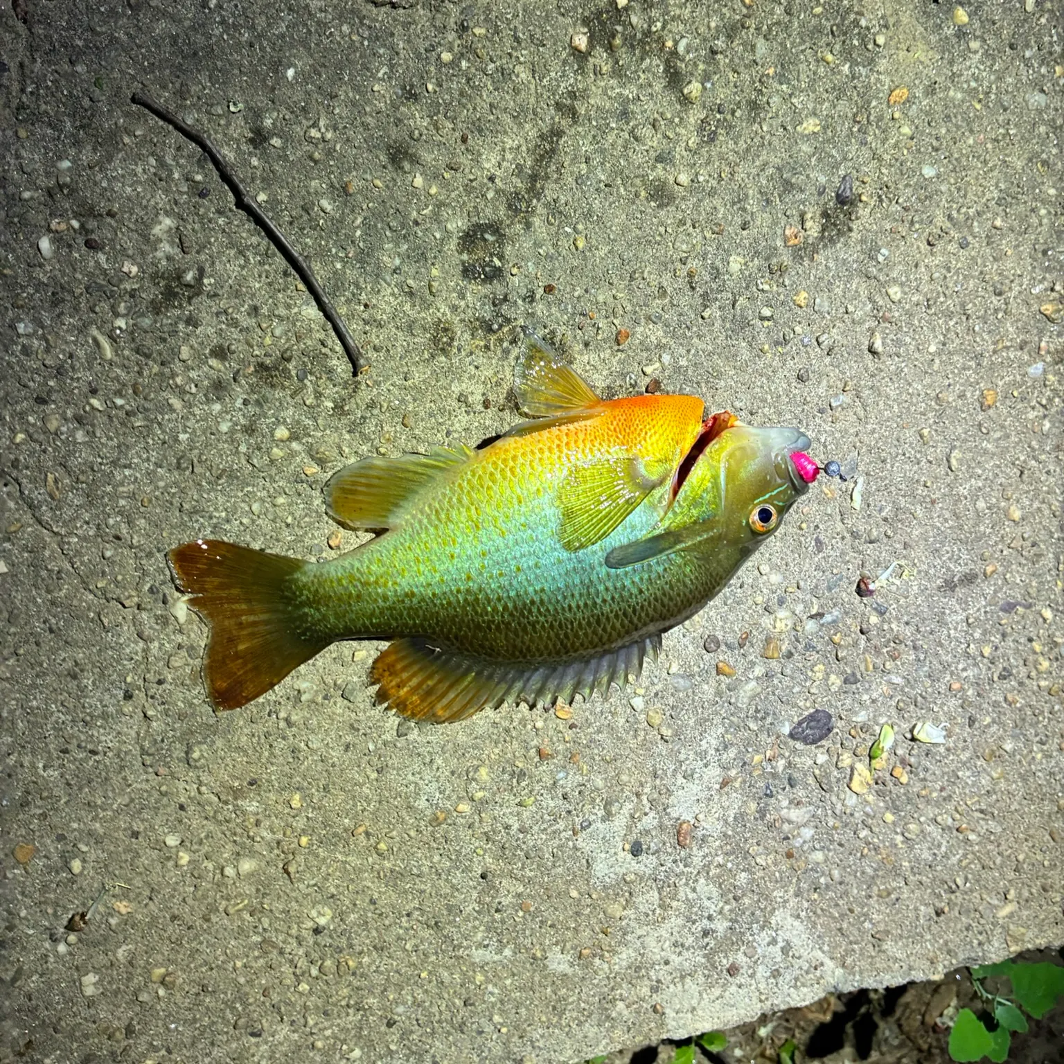 recently logged catches