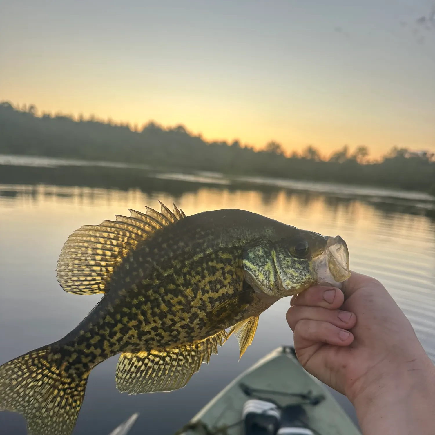 The most recent Black crappie catches on Fishbrain