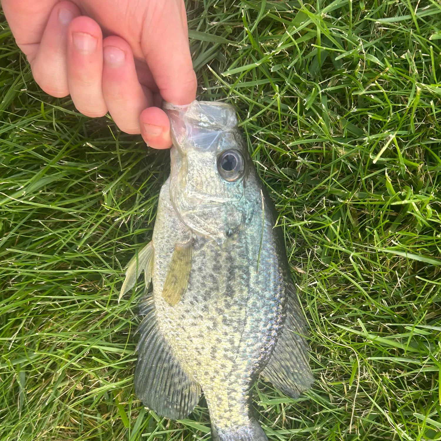 Black crappie caught on Fishbrain
