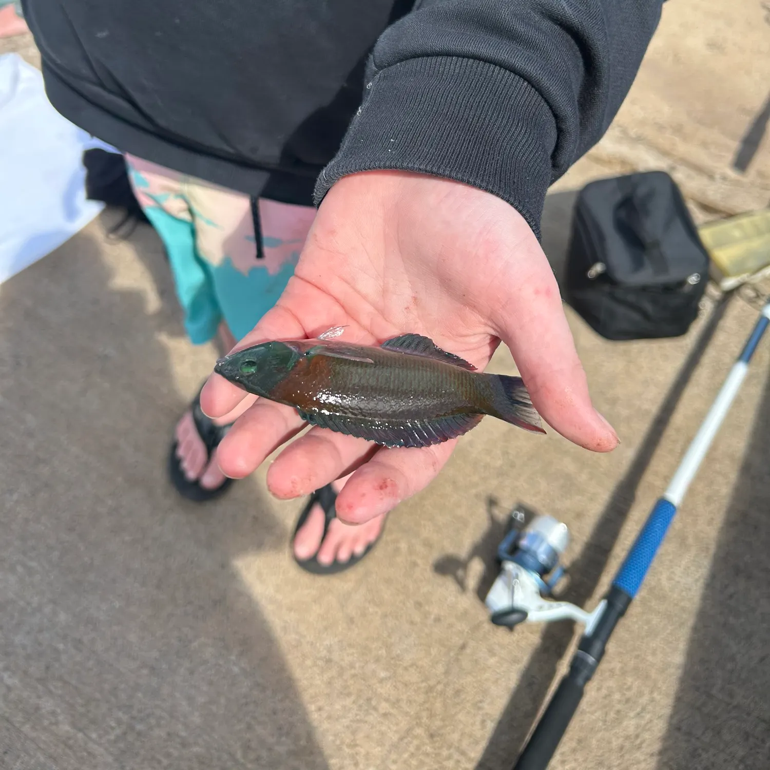 The most recent Saddle wrasse catches on Fishbrain